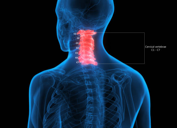 coluna cervical pescoço