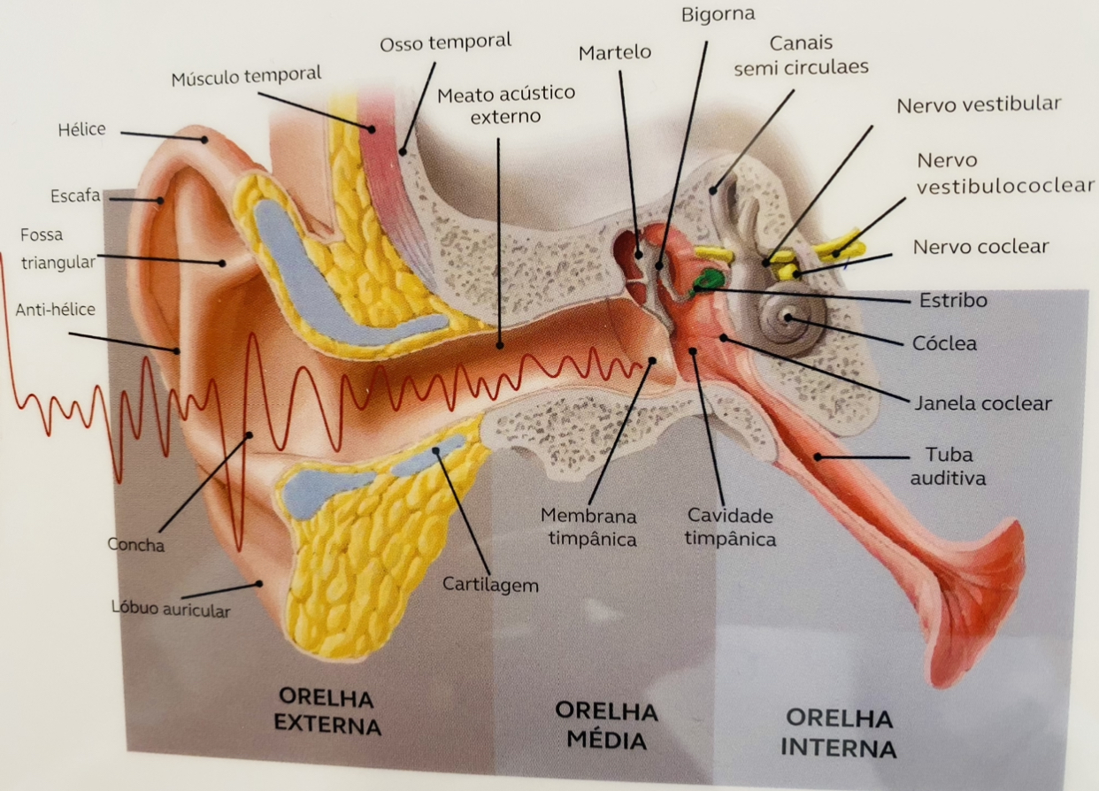 ouvido anatomia