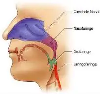 anatomia da garganta 